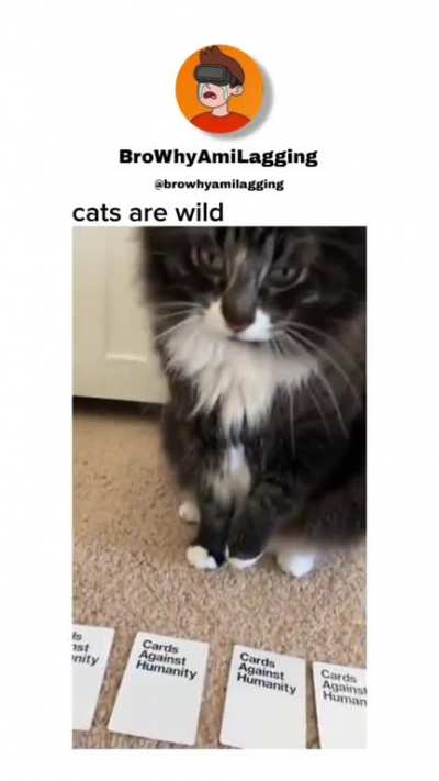 Cats don't lie