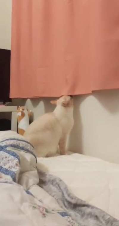 (Not OP) we recently installed Curtains... He’s getting used to it