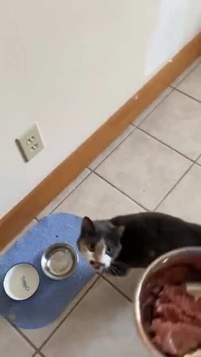 Meet Poirot!
