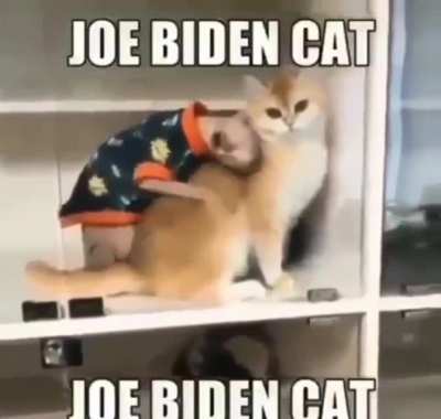 Blursed_cat