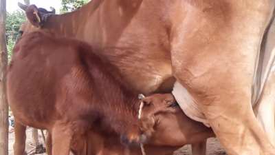 feeding little baby