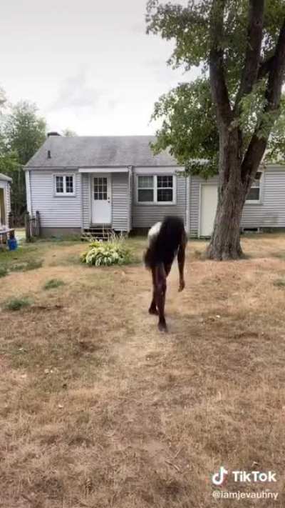 Flippity flip