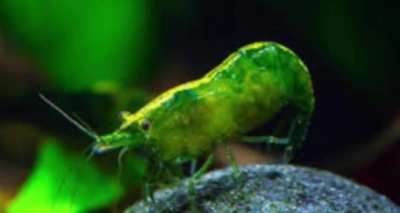 Blursed_Plankton