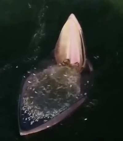 A Baleen whale feeding