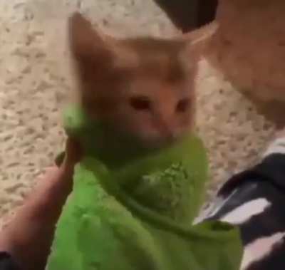 meow