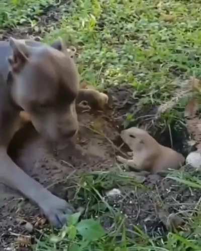 That gopher is so cuteee