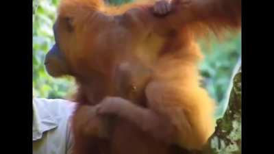 Steve Irwin has emotional encounter with mother Orangutan while filming Faces in the Forest, Indonesia, 1997