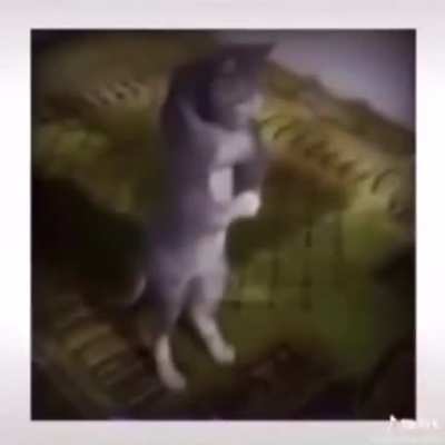 me when pyro comes to groom me
