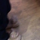 Cat horror story.