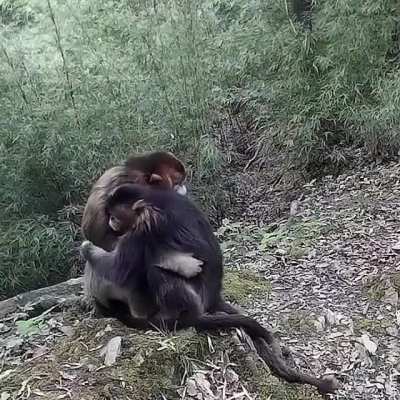 Emotional support is for everyone, not just humans.