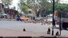 Monkeys Wars in Lopburi, Thailand