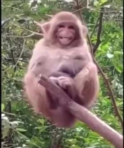 Monkey's a troll!