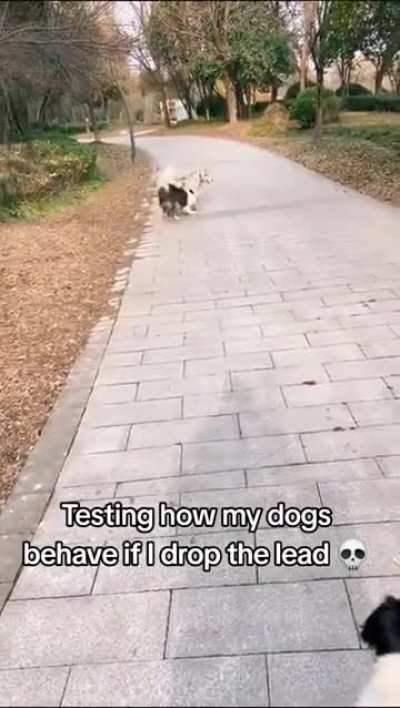 The dog is wonderfully trained to give the leash to its owner