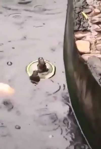 Titanic in a nutshell