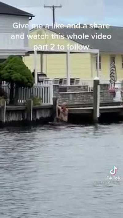 Chad saves a baby deer from drowning