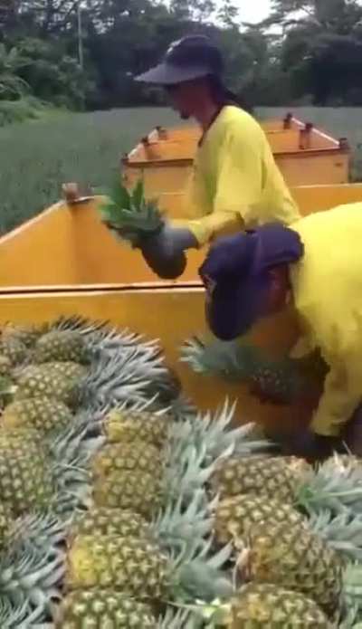 Pineapple Express..