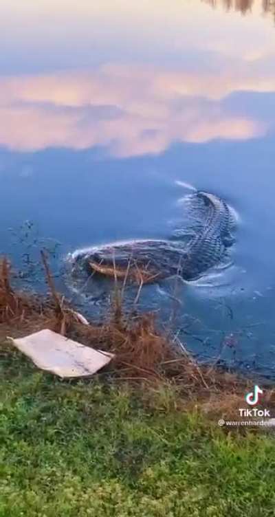 Gator infested waters