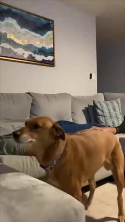 Petting the dog.