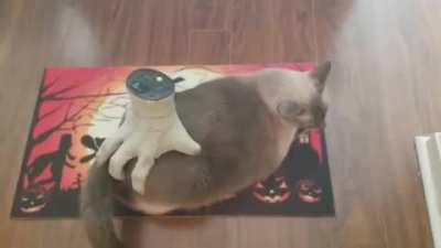 This kitty massagar belongs here.