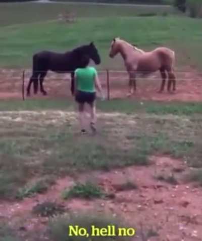 “Should we tell her the fence is electric?” “No. Hell no.”
