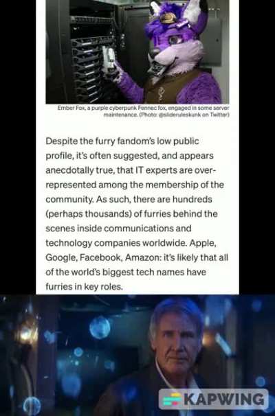 Furry_irl