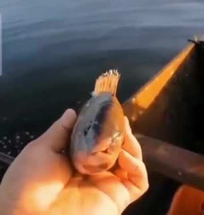 Mish🐟