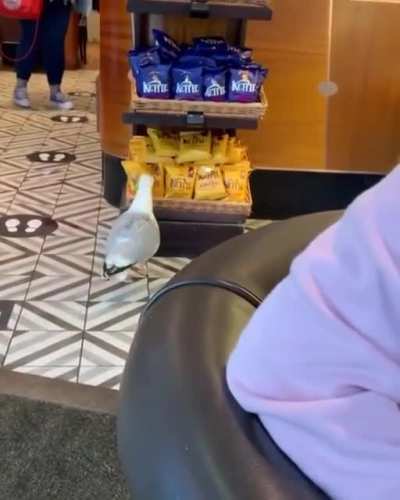 He walked in so casually