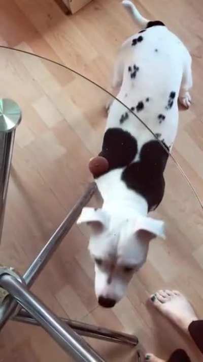 Innocent Dog
