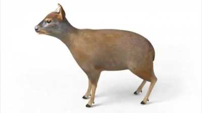 Chilean Pudù 360