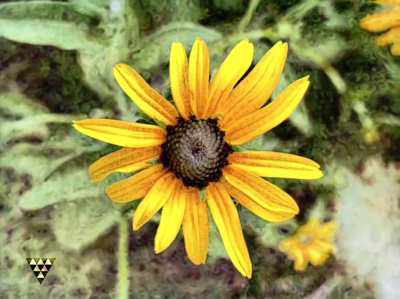 The flower is communicating I guess