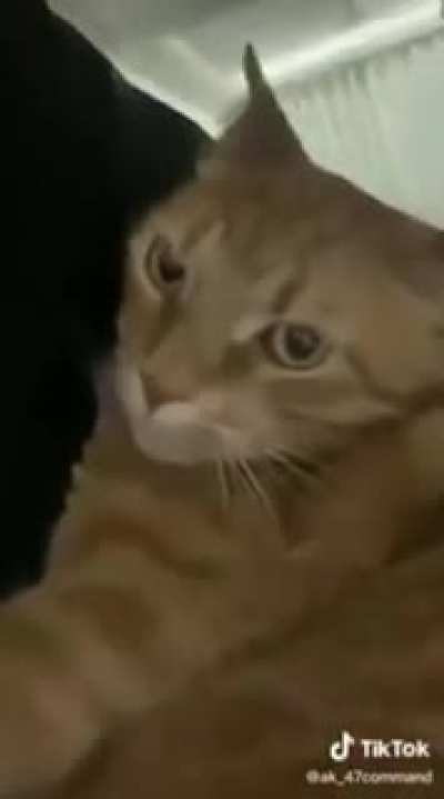 video de fofo ❤
