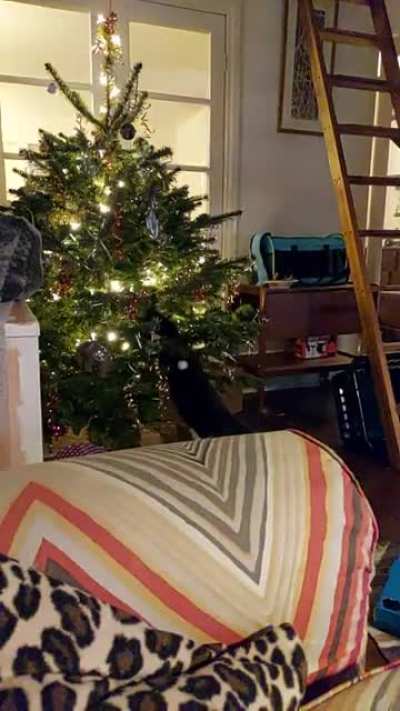 Kitten's first Christmas