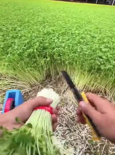 ¿A ustedes también este tipo de vídeos random ASMR les causan una satisfacción Extrema!!? 🤤😵‍💫