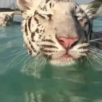 Enjoying the sea