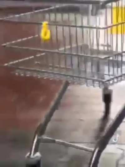 9 year olds' whip