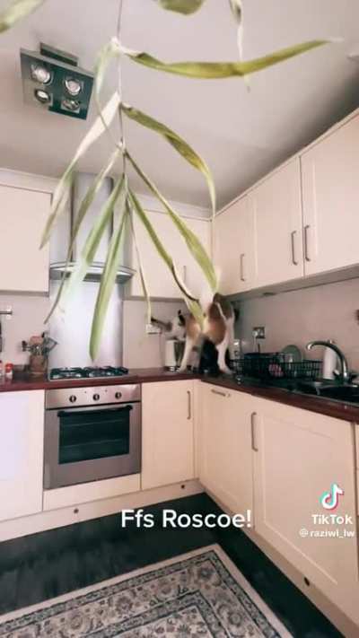 If it’s ok for the cats…