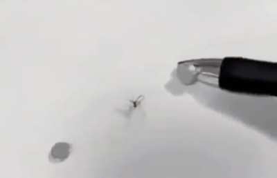 Cursed_Mosquito