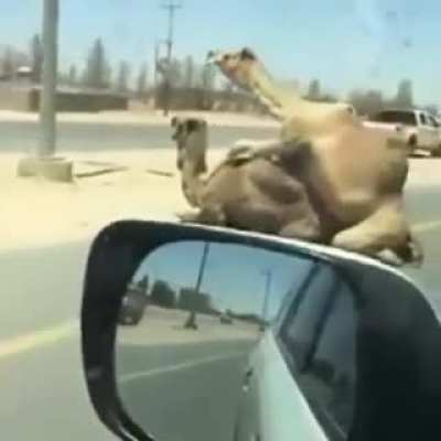 Highway wrestling.