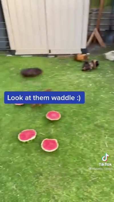 Guinea pigs