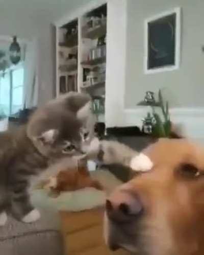 What a good kitty