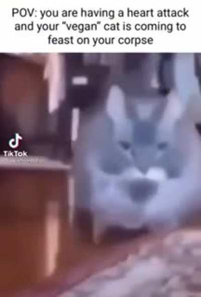 Vegan cat rule