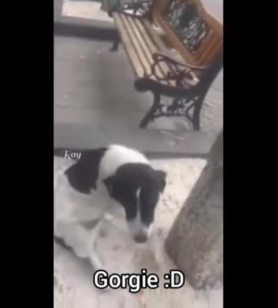Guy finds his dogs after 3 years in the street the dog was last seen.
