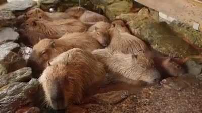 Capybaras are the best