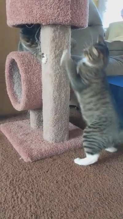 Morning fisticuffs
