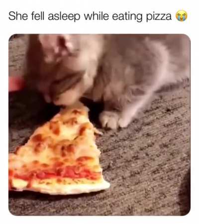 My spirit animal
