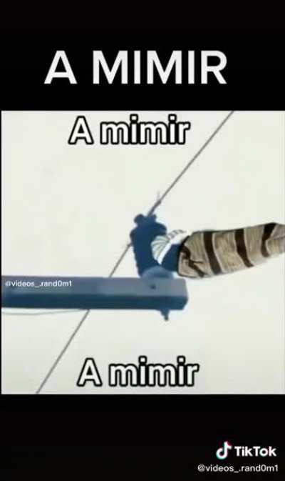 A mimir mackaco