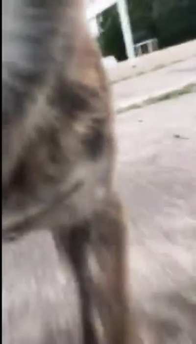 Trying to film yourself skating.