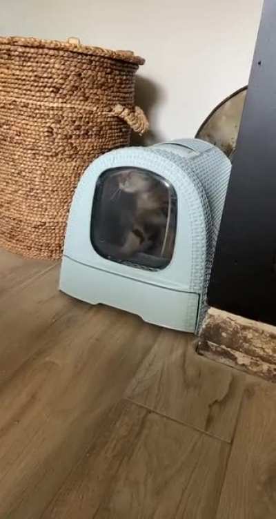 Cats being cats