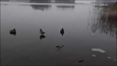 🔥 This ducks smooth landing on an icy pond