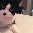 Say Meow